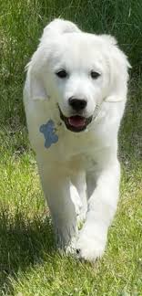 Maverick and Rio goose celebrate Mavs 1st birthday