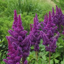 A reliable and tall astilbe variety, astilbe 'bressingham beauty' (astilbe x arendsii) features a very good garden plant with many flowers held on strong stems, astilbe 'diamond' or 'diamant' (astilbe x. Astilbe Chinensis Purple Rain Perennial Bare Root Plant Brookside Nursery