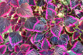 Image result for Coleus barbatus