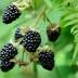 Blackberry