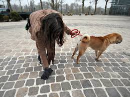 ADN et crottes de chien : une technique au poil pour pister les maîtres