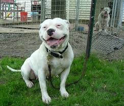 Find bulldog american in dogs & puppies for rehoming | 🐶 find dogs and puppies locally for sale or adoption in toronto (gta) : American Bulldog Puppies Breeders Pictures Facts Diet Habitat Animals Adda