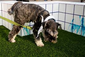 Their owner carolyn warmm said that there were some behind it. This Art Show Was Made Just For Your Furry Friend
