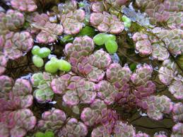 Image result for Azolla