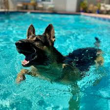 Logan, Harley, Skylar & Riley (@harley_logan_gsds) • Instagram photos and  videos