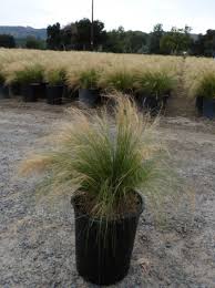 Image result for Polystachya tenuissima