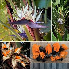 Image result for Strelitzia