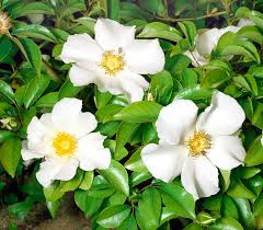 Image result for Rosa laevigata