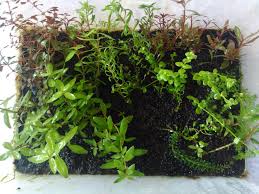 Image result for Floscopa sp.no.1