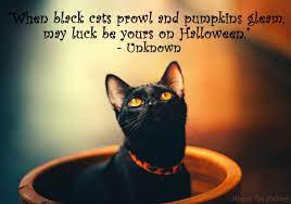 I knew myself no longer. Black Cat Quotes The Best Quotes To Celebrate Black Cats