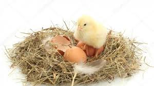 Telur ayam tidak bisa keluar. Anak Ayam Bisa Pecahkan Telur Ketika Menetas Begini Penjelasannya Tribun Jakarta