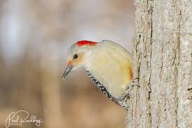 Maybe you would like to learn more about one of these? Red Bellied Or Red Headed How To Differentiate These Two Woodpeckers Paul Roedding Photography