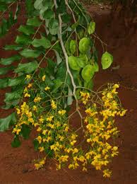 Image result for Pterocarpus rotundifolius