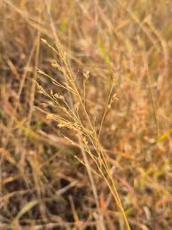 Image result for Panicum coloratum