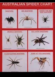 Spider ）は、 節足動物門 鋏角亜門 クモガタ綱 クモ目 （クモもく、araneae）に属する 動物 の総称である。 網 を張り、 虫 を捕食することで一般によく知られている。� å®¶ ã‚¯ãƒ¢ ç¨®é¡ž Khabarplanet Com