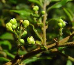 Image result for Cryptocarya transvaalensis