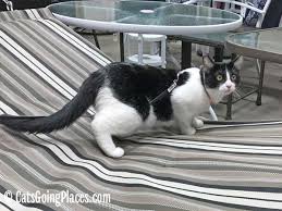 We want you to be completely content with the quality of the items you purchase. Cat Friendly Lowe S Home Improvement Store Cats Going Places