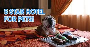 Pet friendly swarthmore hotels and motels are listed below along with the pet policy if available. 6 Highly Rated Pet Hotels In Singapore That Come With Webcams For A Peace Of Mind