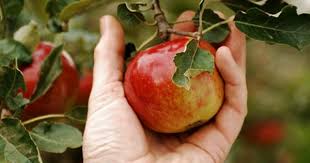 Hand Picked Fruits Makes Our Product Being So Natural Only With Rul Sangria Fruit Picking Fruit Apple Harvest
