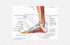 Tennis leg / plantaris tendon rupture. Foot Muscle Muscular System Tendon Human Leg Arm Angle Text People Png Pngwing