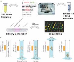 Télécharger le partenaire app « evolution », reçoit des commandes de centaines d'entreprises. Frontiers High Throughput And Automated Acoustic Trapping Of Extracellular Vesicles To Identify Micrornas With Diagnostic Potential For Prostate Cancer Oncology