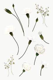 White Flowers Design Resource Collection Transparent Png Free Image By Rawpixel Com Aew White Flower Png White Flowers Vintage Flower Arrangements