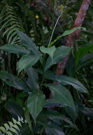 Image result for Costus afer