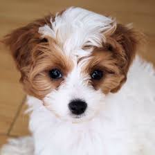 No matter what you call them, these cavapoo puppies are bred to be friendly, loving house pets that get along with children. 1 Cavapoo Puppies For Sale In Phoenix Az Uptown Puppies