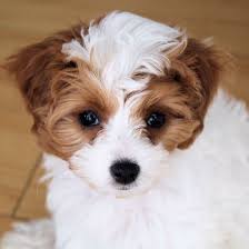 Find cavapoo puppies for sale and dogs for adoption. 1 Cavapoo Puppies For Sale By Uptown Puppies