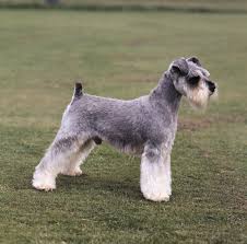 This dog brush is best for dogs with medium to long hair and for curly coats. Miniature Schnauzer Breed Of Dog Britannica