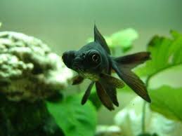Image Result For Big Eye Goldfish Big Eyed Fish Pet Fish Goldfish