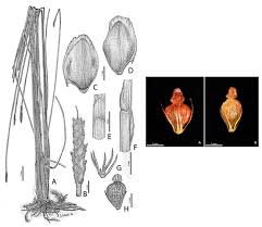 Image result for Eleocharis acutangula