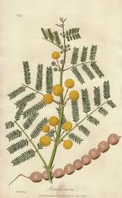 Image result for Acacia nilotica