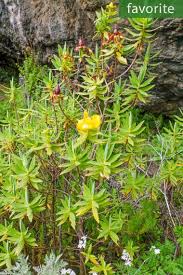 Image result for Hypericum revolutum