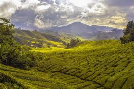 Cactus valley pekan lama, 39100 brinchang, cameron highlands. Cameron Highlands Itinerary The Ultimate 3d2n Travel Guide