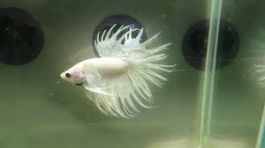 Female betta can flare but not as wide as the male can. For Sale White Crowntail Male Betta Xj32 Siamese Fighting Fish Xmasjuly Youtube