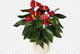 Check spelling or type a new query. Ornamental Plant Png Images Pngegg