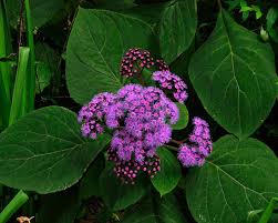 Image result for Bartlettina