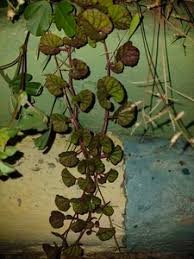 Image result for Merremia emarginata