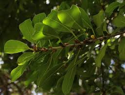 Image result for Ficus craterostoma