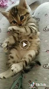 Busraurus Kisisine Ait Canon Kisa Video 2020 Sevimli Kediler Cok Sirin Hayvanlar Guzel Kediler