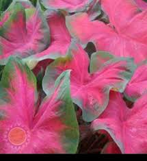 Beli Tanaman Hias Keladi Florida Red Ruffles Dengan Harga Murah Rp15 000 Di Lapak Chavid Farm Banjarnegara Pen Caladium Shade Garden Plants Unusual Plants