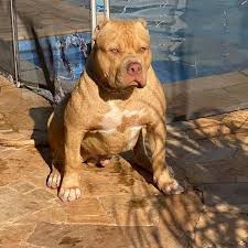 Pin On Pitbulls
