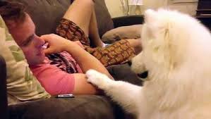 Allah Im Yok Boyle Tatli Bir Kopek Kesinlikle Izleyiniz Dailymotion Video Samoyed Kopek Sevimli Kopekler
