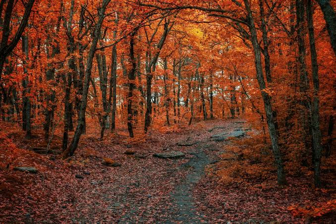 Autumnology: Why Do We Fall for the Fall? - Word on Fire