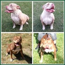 American xl bully lza x dablo lza x beast x kngg classc bloodlne very big , healthy , beautiful , chunky pups 1 month old massve pups 6 june : American Bully Dog Pets And Animals For Sale California