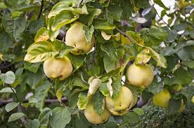 Die erntezeit der quitte liegt meist zwischen ende september bis ende oktober, bei spätentwicklern kann man sogar bis november noch früchte vom baum holen. Quitte Gartenzauber
