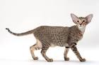 The 5 Very Best Cat Breeds For The Homestead - Off The ...