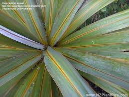 Check spelling or type a new query. Plantfiles Pictures Cordyline Species Blue Dracena Broad Leaved Cabbage Tree Mountain Cabbage Tree Mountain Palm Cordyline Indivisa By Mrporl