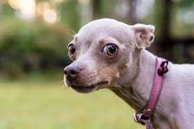 Os cachorros veem espíritos? - Animais e o espiritismo